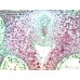 Камера для микроскопа ToupCam UCMOS10000KPA модель st_5692 от ToupTek