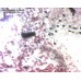 Камера для микроскопа ToupCam UCMOS14000KPA модель st_5691 от ToupTek