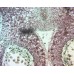 Камера для микроскопа ToupCam UCMOS14000KPA модель st_5691 от ToupTek