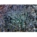 Инструментальный цифровой микроскоп ToupCam HCAM02000KPA (TPH0200A) модель st_6015 от ToupCam