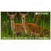 Прицел цифровой Veber DigitalHunt R32X3-24 FHD ночной  (30615) модель vb_30615 от Veber