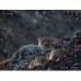 Прицел цифровой Veber DigitalHunt TU50X4-32  (30431) модель vb_30431 от Veber