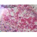 Камера для микроскопа ToupCam U3CMOS03100KPA модель st_5716 от ToupTek