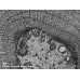 Камера для микроскопа ToupCam EXCCD00300KMA (ч/б) модель st_6011 от ToupTek