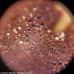 Микроскоп Levenhuk Rainbow 50L PLUS Moonstone/Лунный камень модель 69051 от Levenhuk